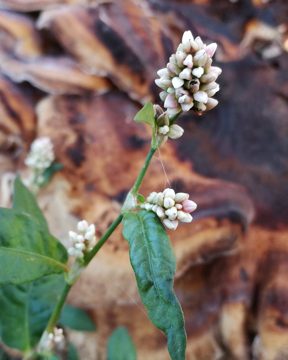 Martine🦋Brennan🍄 tweet media