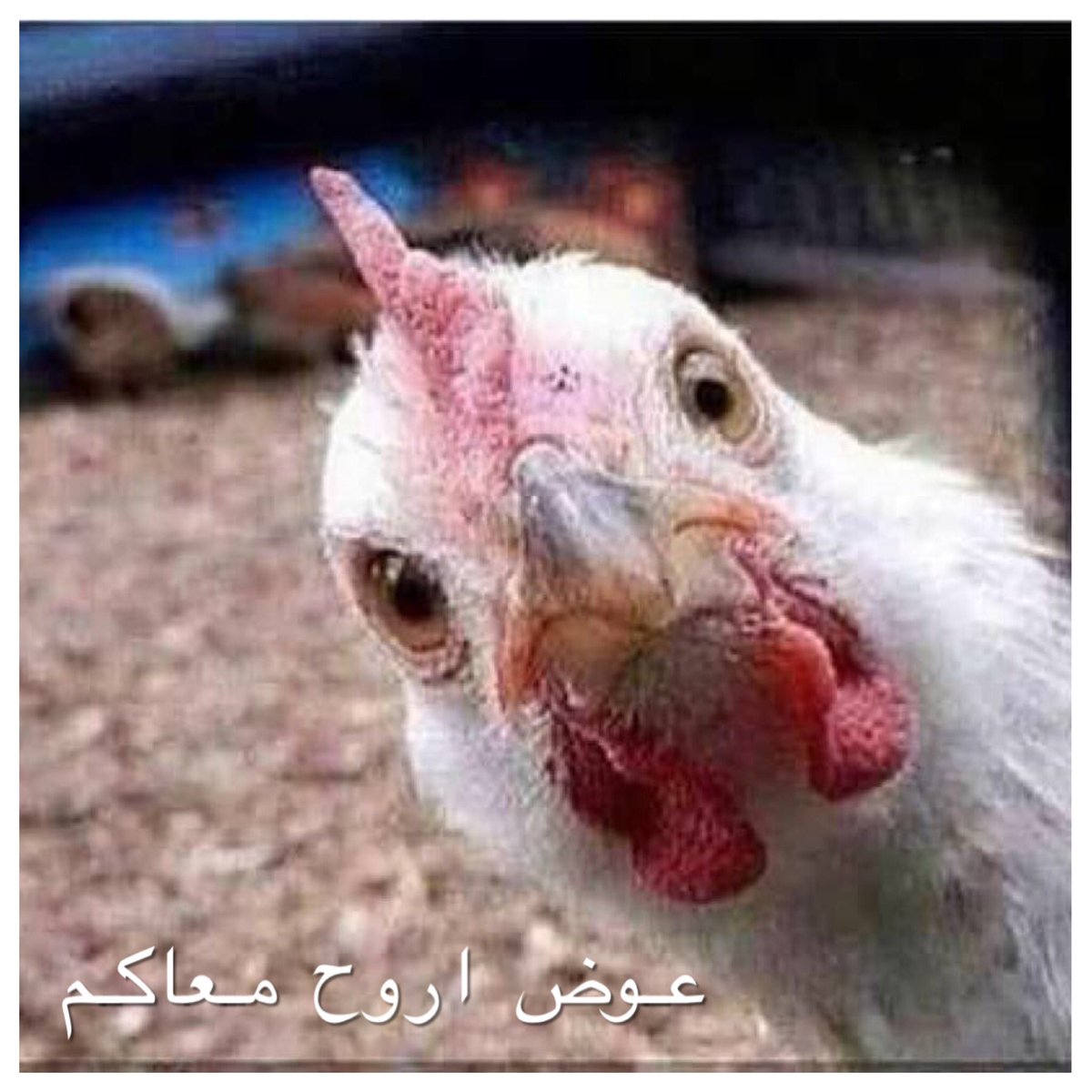 1401Kemo's tweet photo. #عوض_بيسافر_البحرين https://t.co/b1wm0ioPy4