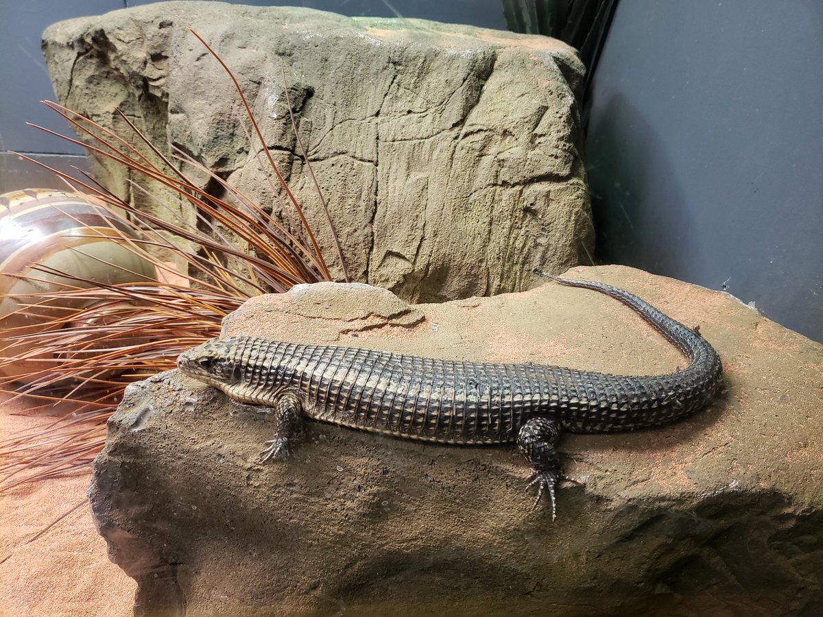 fnv23456's tweet photo. @pogie_bait I took this the other day just for this purpose 😂😂😂 #showblakealizard https://t.co/HBMwBgXzGY