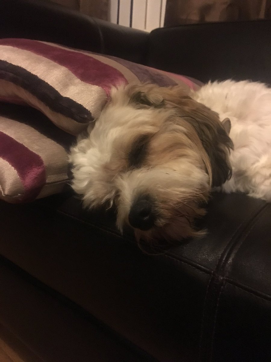 jakependleton5's tweet photo. @Schofe you have a teddy so do I, scary how similar they look 🐶🐶 https://t.co/frKCQrFzNt