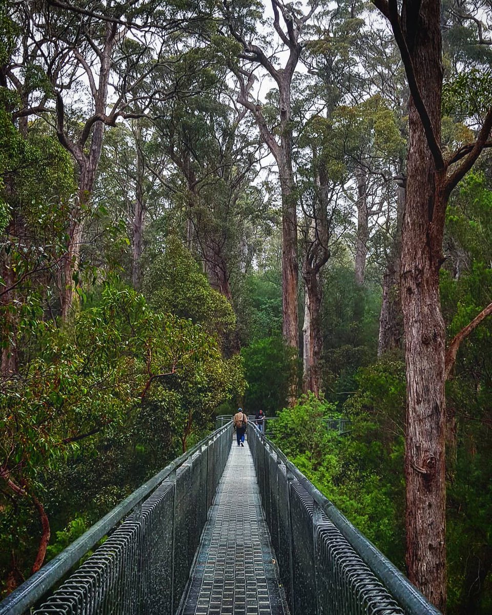 WestAustralia's tweet photo. Did you know that you'll find some of the tallest timber giants on Earth in @AustraliasSW? (via IG/hilmansobir at Valley Of The Giants Treetop Walk) #justanotherdayinWA https://t.co/fxigjOFrAD
