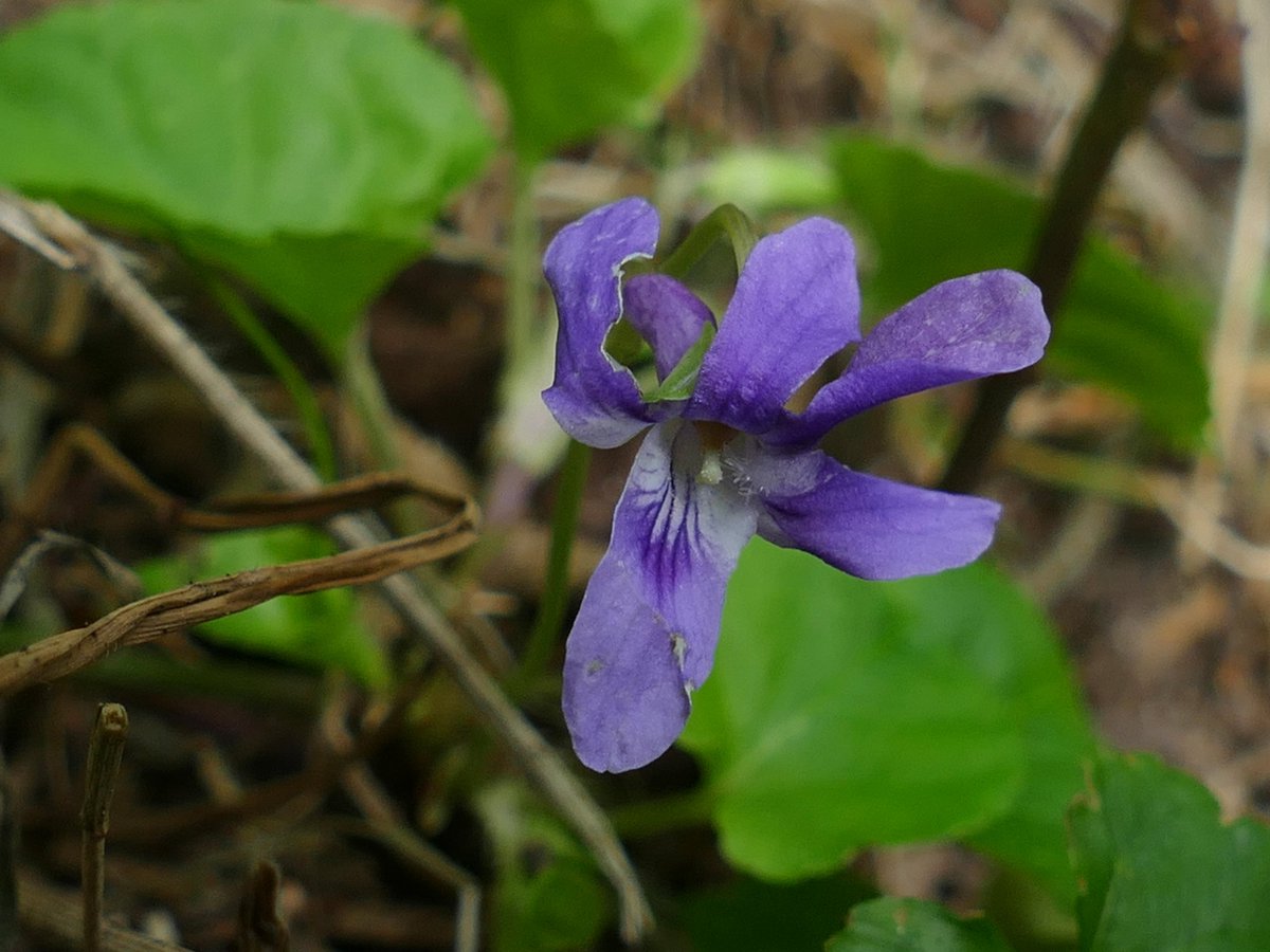 Jane Rock tweet media