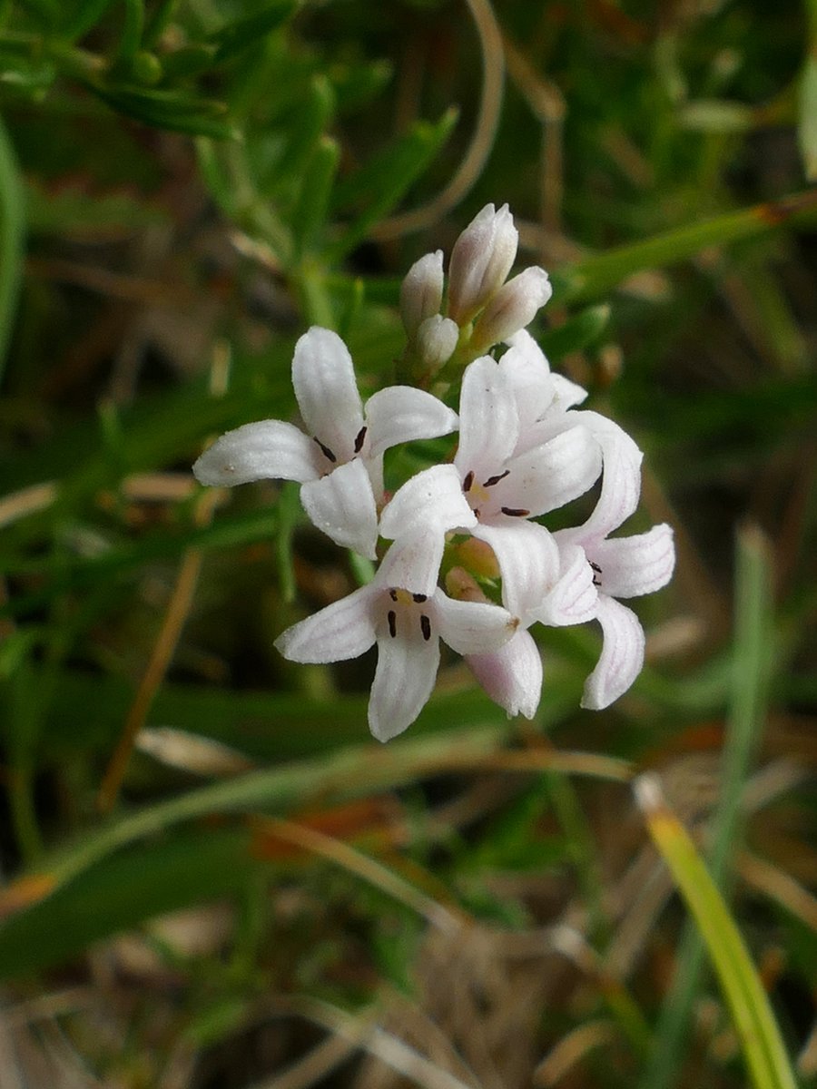 Jane Rock tweet media