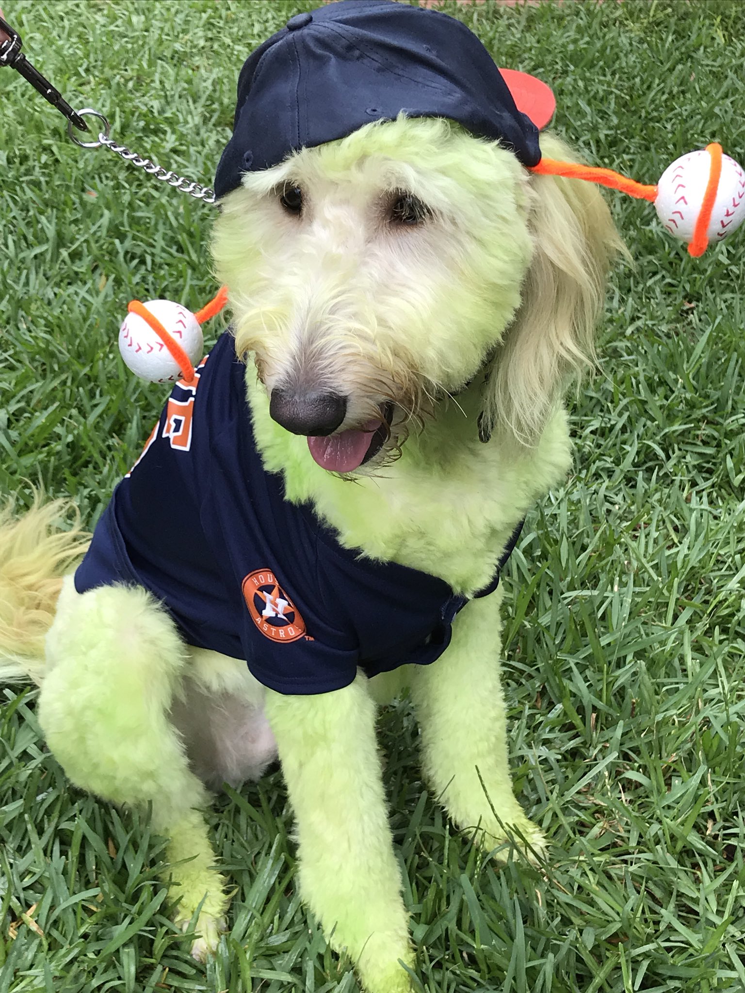 ABC13 Houston on X: This dog came to win for the costume contest!  @OrbitAstros @astros   / X