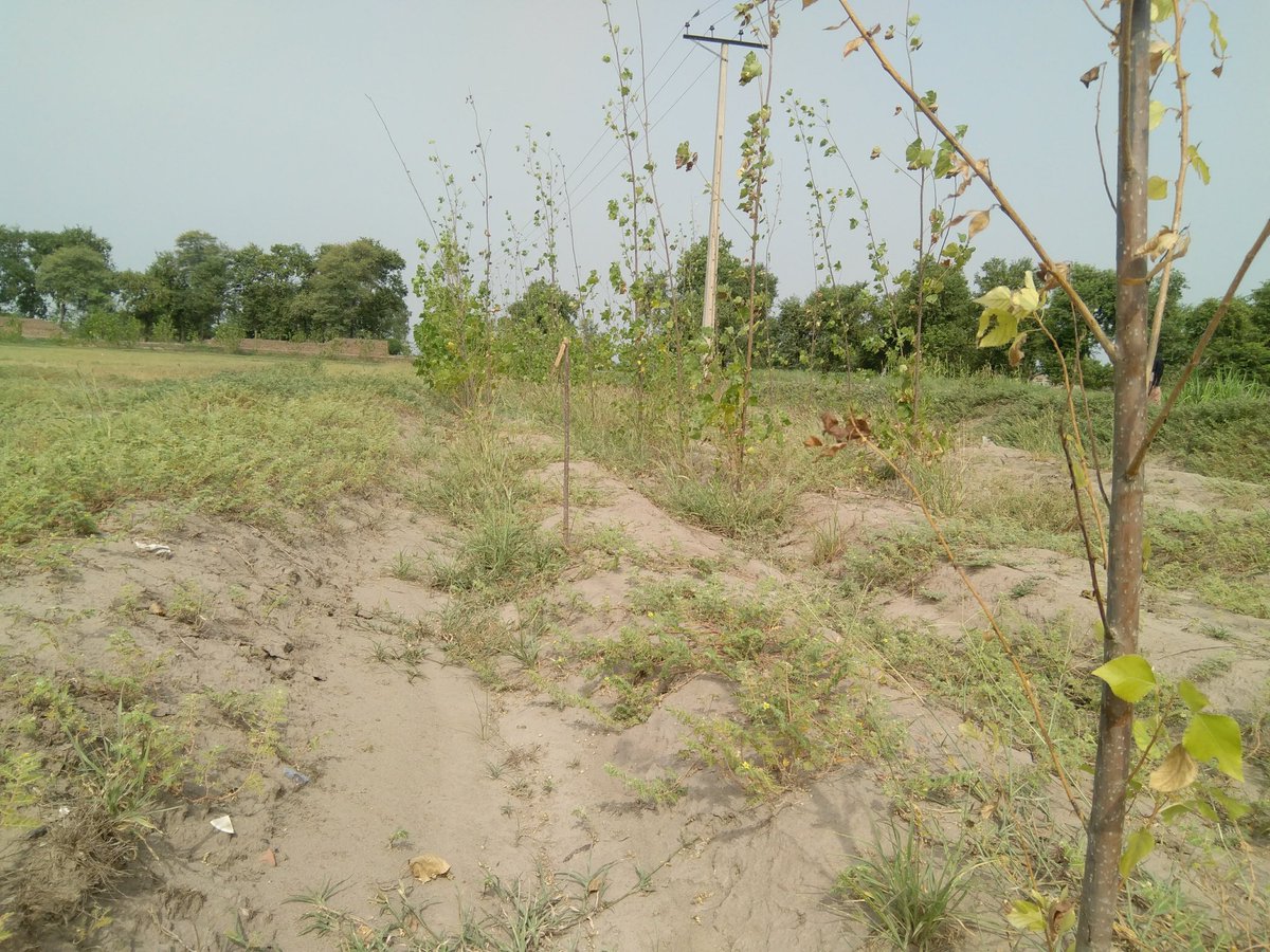 povtaqi's tweet photo. #GreenPakistan 
#Plant4Pakistan 
#Save #future https://t.co/YXhMEVrYNe