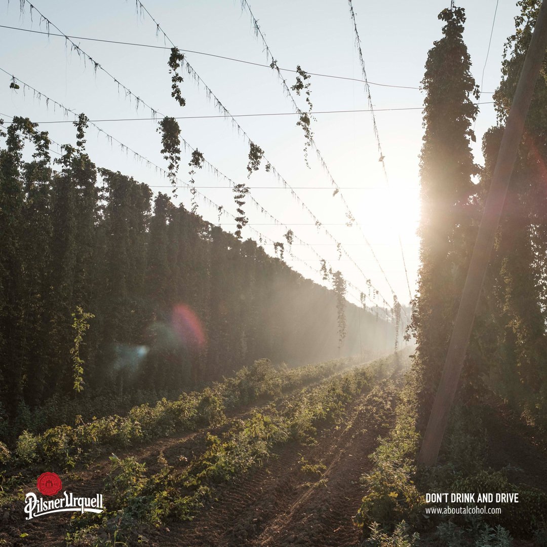 Pilsner_Urquell's tweet photo. It's time for our annual harvest of Saaz hops! The tradition of hop
cultivation in the Czech Republic is over 1,000 years old. Emperor Charles
IV significantly expanded hops production in the region when he realised his land’s ability to produce hops of the highest quality. https://t.co/07VeiuwmzN
