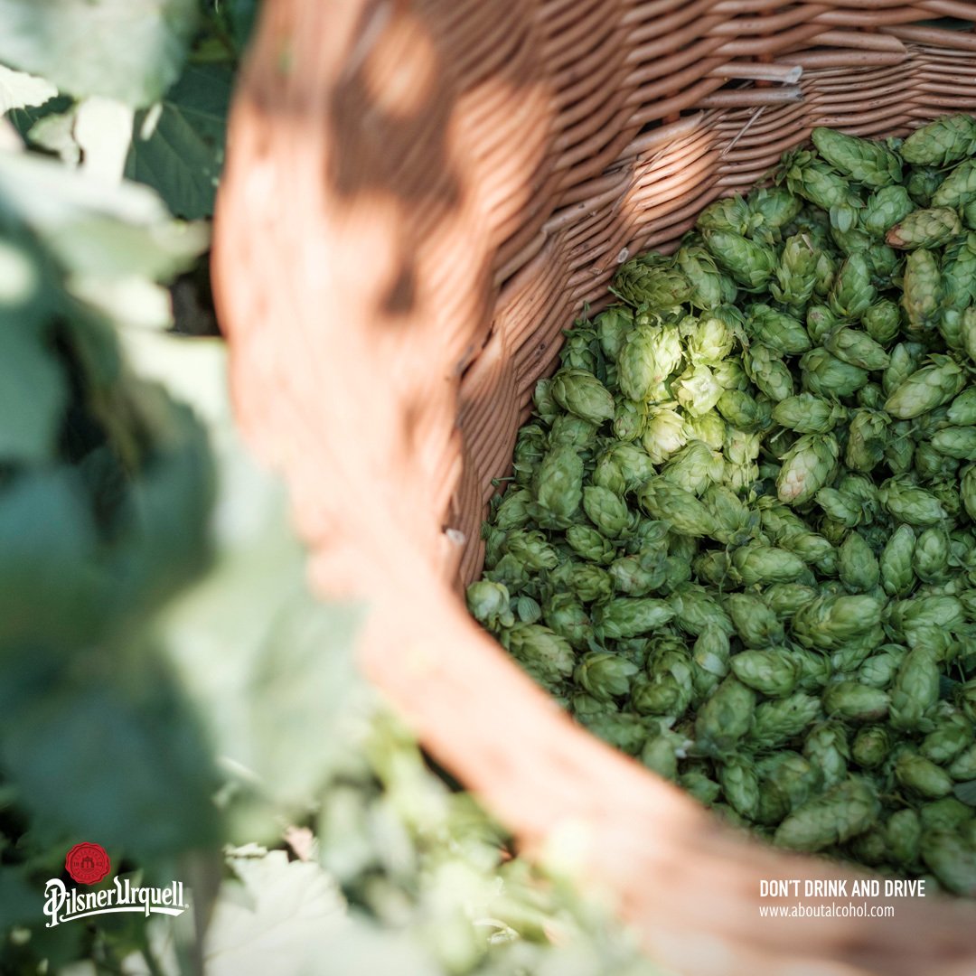 It's time for our annual harvest of Saaz hops! The tradition of hop
cultivation in the Czech Republic is over 1,000 years old. Emperor Charles
IV significantly expanded hops production in the region when he realised his land’s ability to produce hops of the highest quality.