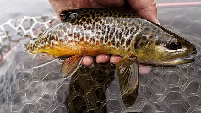 [insert Rocky Balboa workout montage] Dun...Dun Dun Dun...Dun Dun Dun...Dun Dun Duuuuuuunnnnnnn. #flyfishing #colorado #tigertroot #eyeofthelion #rockybalboa #risingupbackonthestreets #troutsflyfishing #rising3474 #sonyalpha ift.tt/2NHZRig