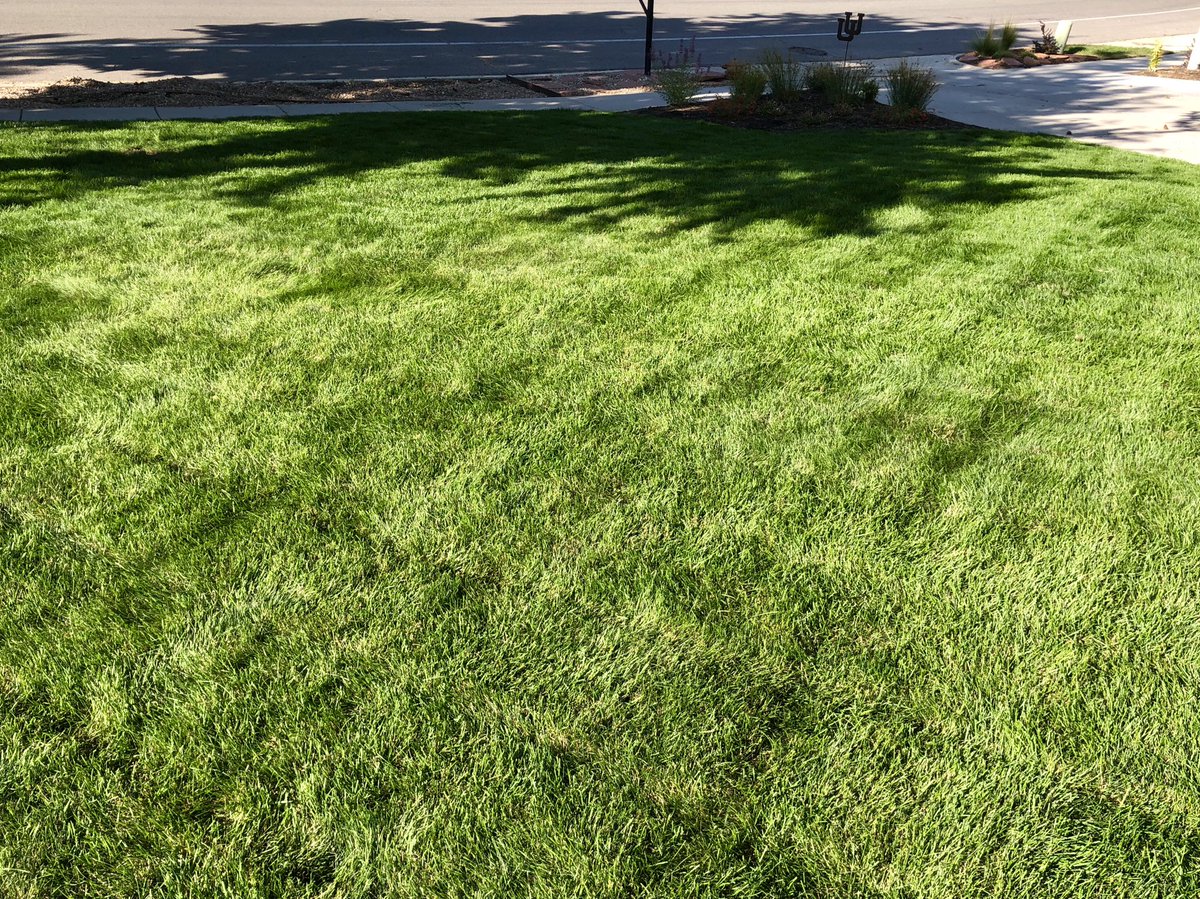 utedaddy's tweet photo. The first cut after Step 5 is like unwrapping presents on Christmas morning for us grass guys. ๐๐๐ #MowTall #KentuckyBlue #Utah #Thick #DatGreenTho #NExt #TrustTheProcess @Milorganite @Lawncology @GreeneCFert https://t.co/3rz16ggd6U