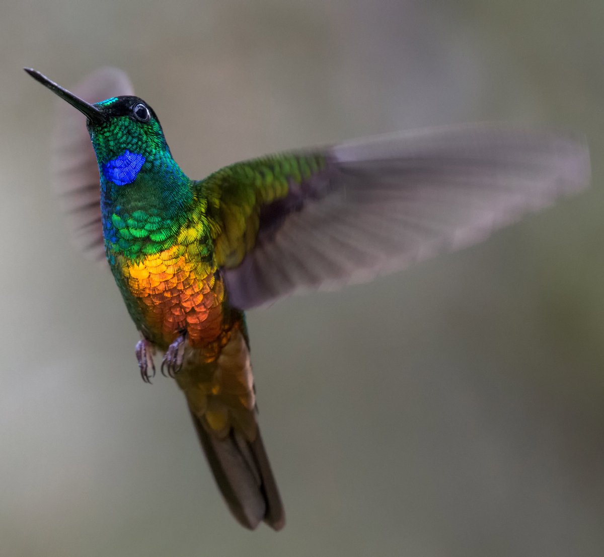 tortura Aplicar borde El arcoíris encapsulado en los colibríes 🌈 / Twitter