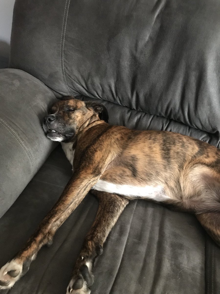llustyluke's tweet photo. @crystalleigh this is my other dog and these pictures make me SCREAM JBFNDJCN https://t.co/F4w4ELDvQp