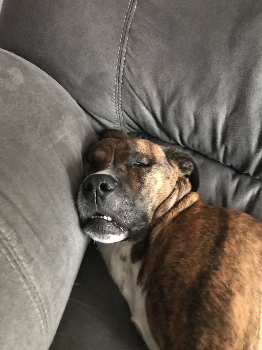 llustyluke's tweet photo. @crystalleigh this is my other dog and these pictures make me SCREAM JBFNDJCN https://t.co/F4w4ELDvQp