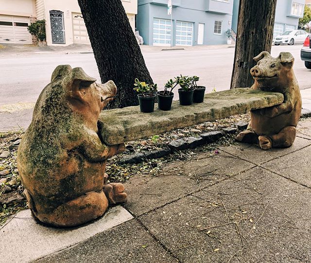 🐷🌱🌱🌱🐷 ift.tt/2LSj9Qg