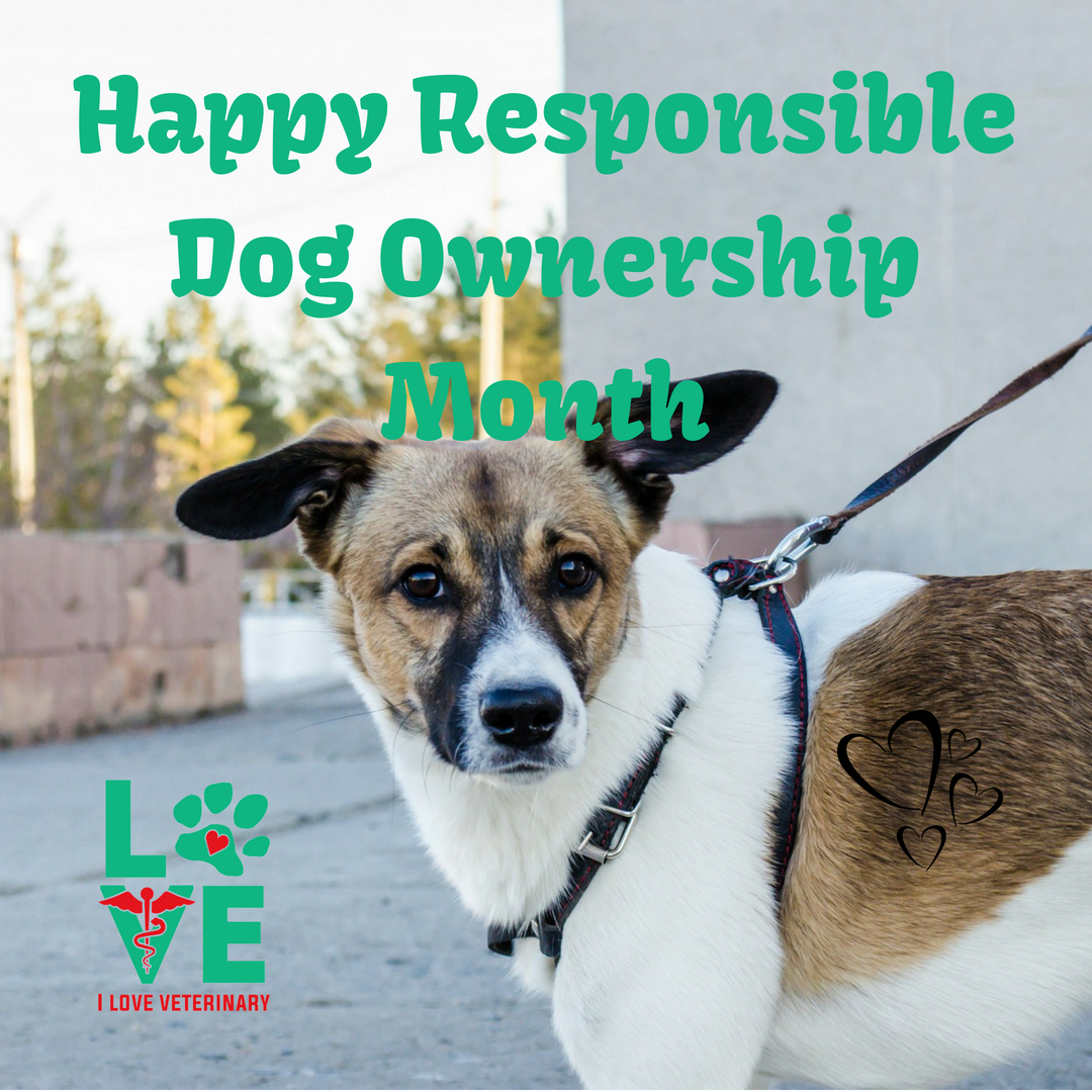 lovevetmed's tweet image. Happy Responsible Dog Ownership Month!
Let's see your dogs and how adorable they are ❤️
#dog #responsibledogownershipmonth #love #iloveveterinary #lovevetmed