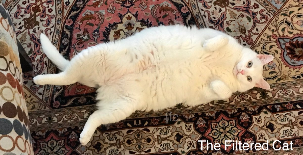 FilteredCat's tweet image. A still from Casper’s performance art piece, “Oh, My God! NO!” The piece was inspired by the infamous interception at the end of Super Bowl 49. Sad Seahawks. #seahawks #patriots #ilovecats #whitecats #fatcats #CatsOfTwitter #nfl #espn #football #kitty