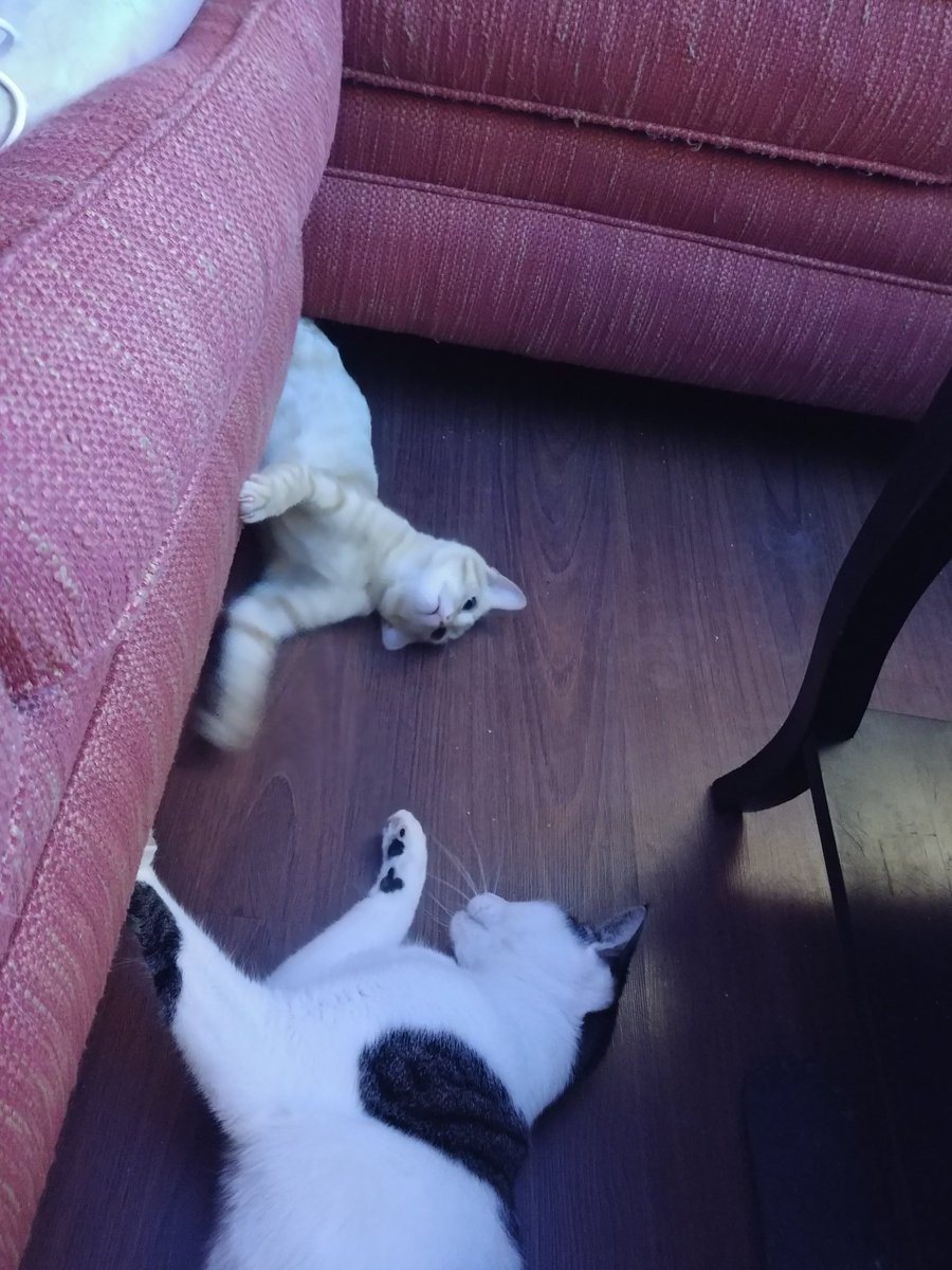 princesscujocat's tweet photo. We're finally playing together he hides under the couch and I can't figure out why I can't fit under there. https://t.co/E4A9S4WT60