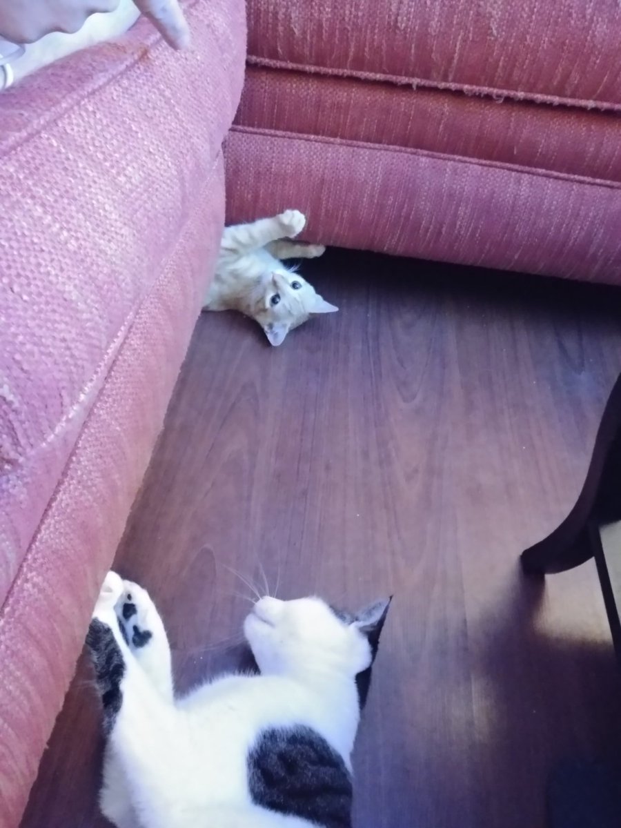 princesscujocat's tweet photo. We're finally playing together he hides under the couch and I can't figure out why I can't fit under there. https://t.co/E4A9S4WT60