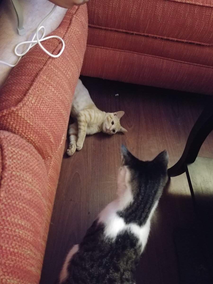 princesscujocat's tweet photo. We're finally playing together he hides under the couch and I can't figure out why I can't fit under there. https://t.co/E4A9S4WT60