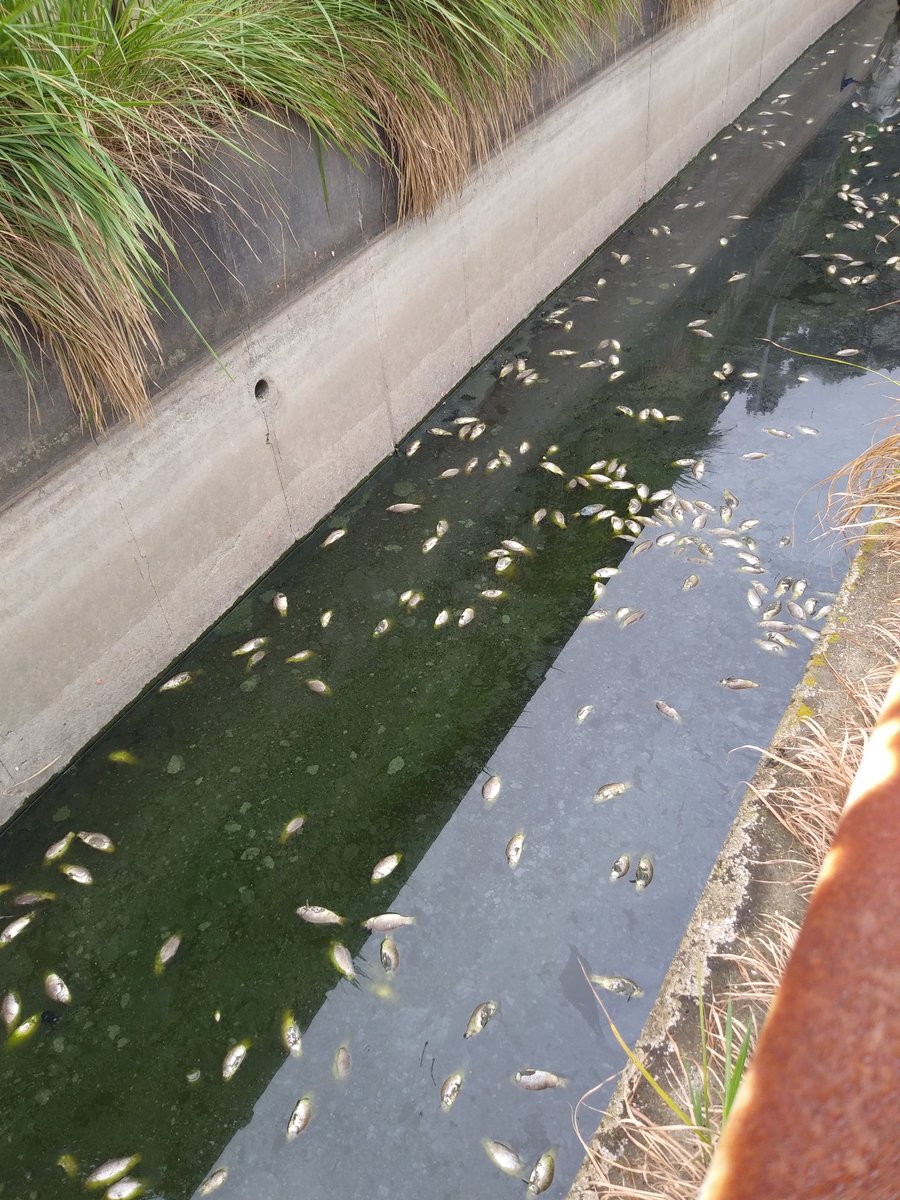 もえピ على تويتر 睦沢町 魚大量死 上の池から流れてきた魚が元の池に流れることが出来ず 酸欠になり死んだ結果がこれです 役場の方が2人で拾ってますが 匂いが強烈で呼吸が苦しいです 本当に 役所の人は大変ですよ もえピ على تويتر 睦沢町 魚大量死 上の池から流れてきた魚が元の池に流れることが出来ず 酸欠になり死んだ結果がこれです 役場の方が2人で拾ってますが 匂いが強烈で呼吸が苦しいです 本当に 役所の人は大変ですよ