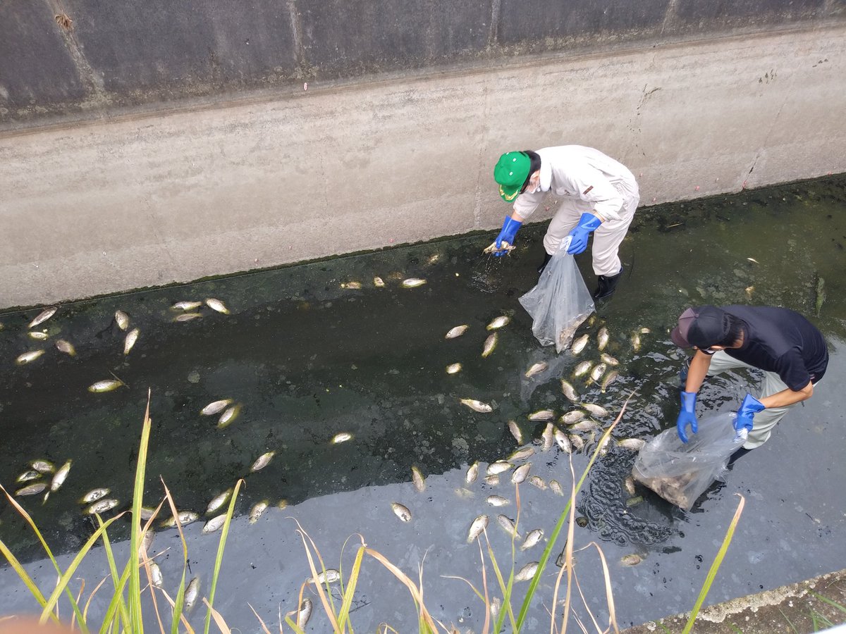 もえピ على تويتر 睦沢町 魚大量死 上の池から流れてきた魚が元の池に流れることが出来ず 酸欠になり死んだ結果がこれです 役場の方が2人で拾ってますが 匂いが強烈で呼吸が苦しいです 本当に 役所の人は大変ですよ もえピ على تويتر 睦沢町 魚大量死 上の池から流れてきた魚が元の池に流れることが出来ず 酸欠になり死んだ結果がこれです 役場の方が2人で拾ってますが 匂いが強烈で呼吸が苦しいです 本当に 役所の人は大変ですよ