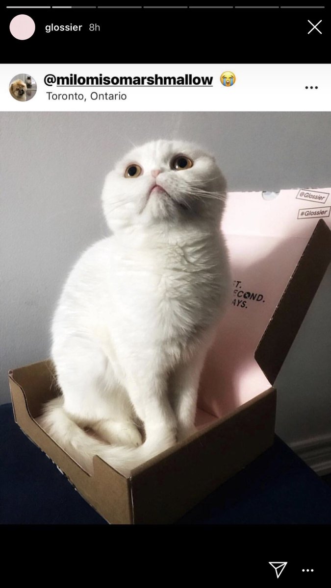 _zoetsang's tweet photo. i’m so proud my little lady marshmallow made it to @glossier’s stories 😭💕 https://t.co/WMW6ZxYAVO