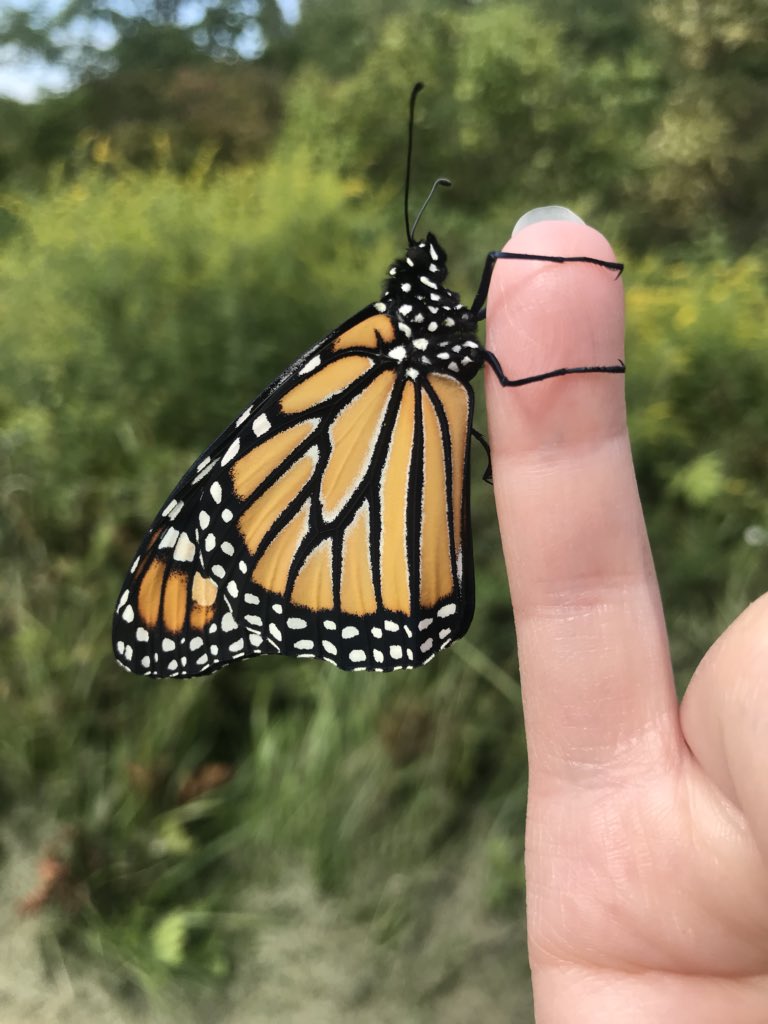 RebekahLowell's tweet photo. So far we’ve released eleven monarchs. At least a dozen more to go. #newdayjob #monarchs #naturalist https://t.co/pp7qERTv9B