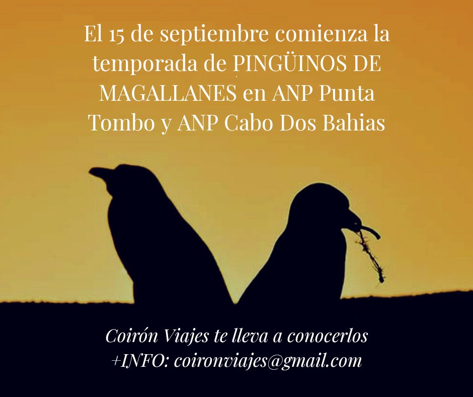 CoironViajes's tweet photo. #Pingüinos en Patagonia
La temporada de fauna esta a pleno en #PenínsulaValdés

Te esperamos para llevarte a conocerlos

+INFO: coironviajes@gmail.com

Imagen: D.Feldman https://t.co/qn2Ft2UfaO