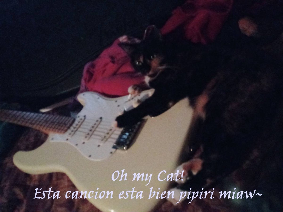 TheLifeOf3Cats's tweet photo. #music #musician #pet #cat #talentedcat #musica #gatos #mascotas #Guitarist #guitar #bandmascot #mascot #cute #cuteanimals #animals #CatsOfTwitter Una gatita que save como tocar la guitarra de su amo =^.^= https://t.co/WcoJyb3lAW