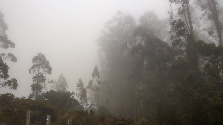 kthomi's tweet photo. 🏞️ #forest #fog ❤️ https://t.co/WJJYk8obvx