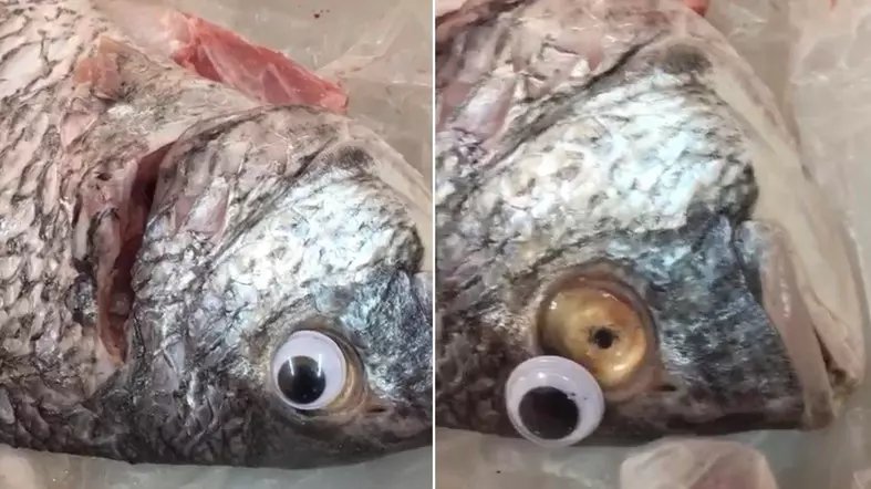 岡三マン 腐った魚の目をした魚を 義眼 で鮮魚に偽装販売し営業停止 クウェート T Co Zqx8yaq1ui