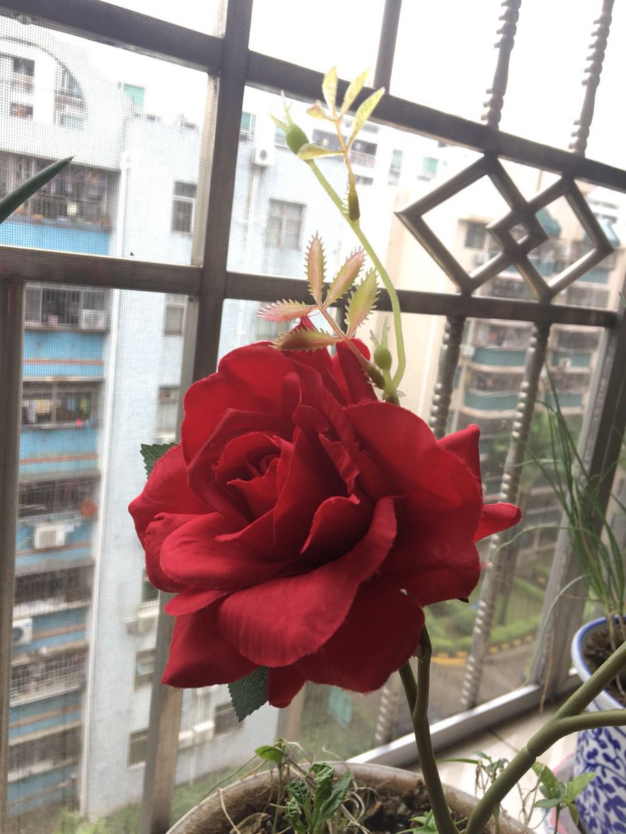 Carol_LiuMin's tweet photo. Wait for the wind,take away my missing.
                                                                ——my Rong grandma https://t.co/F1YML3mUNo