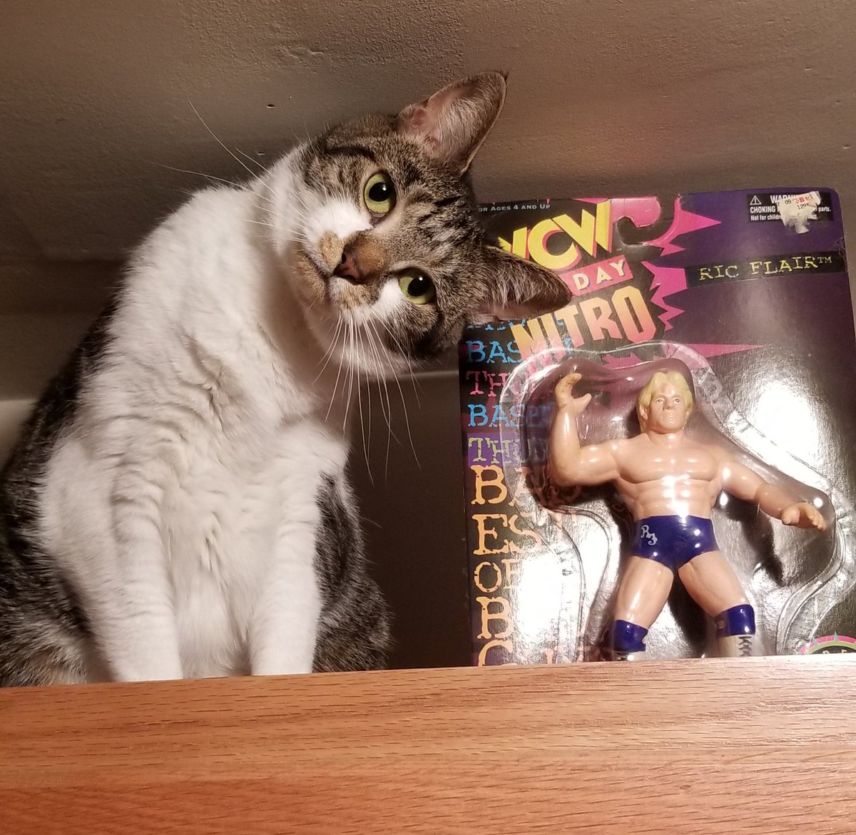 bluedevilabbott's tweet photo. @RicFlairNatrBoy even my cat Clara knows who the Rolex wearing, diamond ring wearing, kiss stealing, wheelin' dealin', limousine ridin', jet flyin', son of a gun is! She was having a hard time keeping her alligators down!! https://t.co/jURd7u9yfy