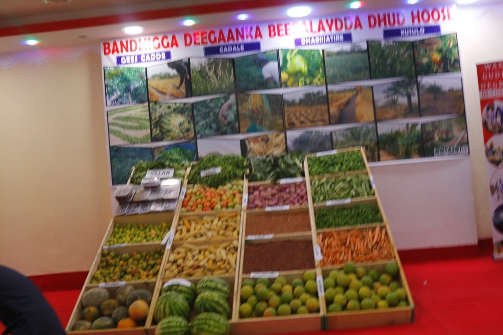 Ahmed_Sarsarrey's tweet photo. Incentive Action.

These pictures are from #Dhud, #Bari #Puntland #Somalia.

We can minimize poverty as well as increase our local production. https://t.co/HuA4imvCbZ