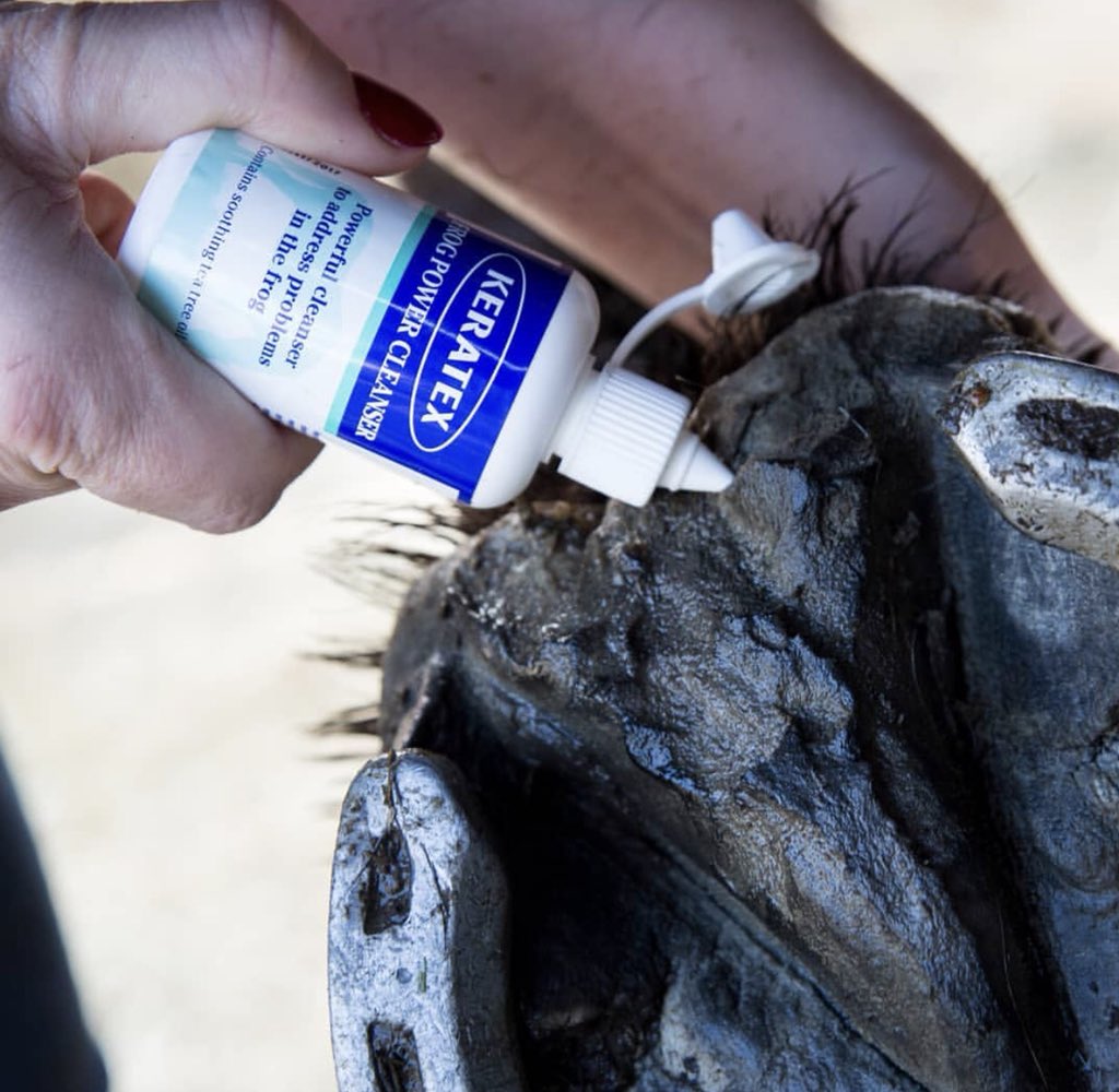 KeratexHoofcare's tweet image. #Keratex Frog Power Cleanser really packs a punch! • Soothing, cleansing, restorative action• Prevents frogs from over-saturation• Keeps frogs springy and capable• Tiny nozzle reaches any awkward angle &amp;amp; depth #horsebloggers #horse #equestrian #247equestrian #eventing 
.