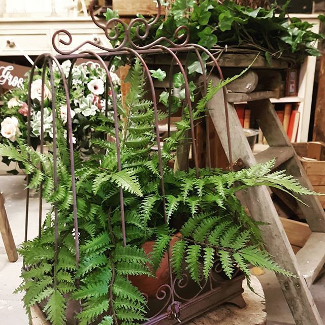 DressitYourself's tweet photo. Rustic hire and artificial plants - #dressityourself #silkflowersrock #silkflowerhire #silkplanthire #rustichire #rusticwedding #weddingdecor #weddingdecorherts #weddinghire #weddinghireherts #vintagehire #gardenhire #secretgarden https://t.co/kYm6Kv4YQJ