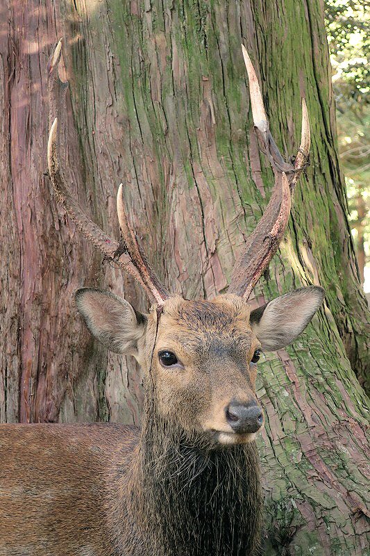 せんとくんのつぶやき 奈良県公式 今日の奈良公園 鹿さんの角は 1年かけて形がかわるんだよ 4月頃に生えだした角は 夏の間に成長して今頃には立派な角になるんだ 写真の鹿さんの角かっこいいね 奈良 奈良公園 鹿さん 鹿さんの角