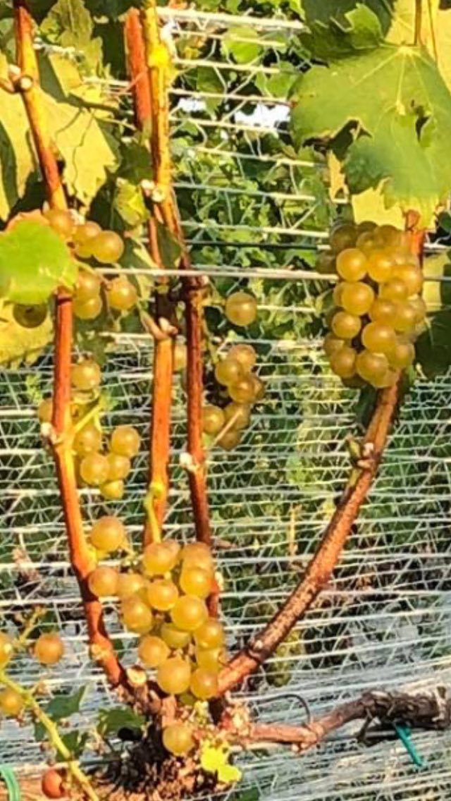 Sheri Redmon (@sheritage_) | Twitter