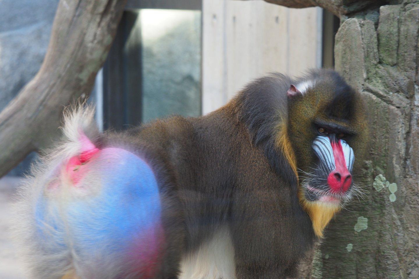 Twitter 上的 Kamome マンドリルの尻って彩雲っぽい T Co Sedycloilq Twitter