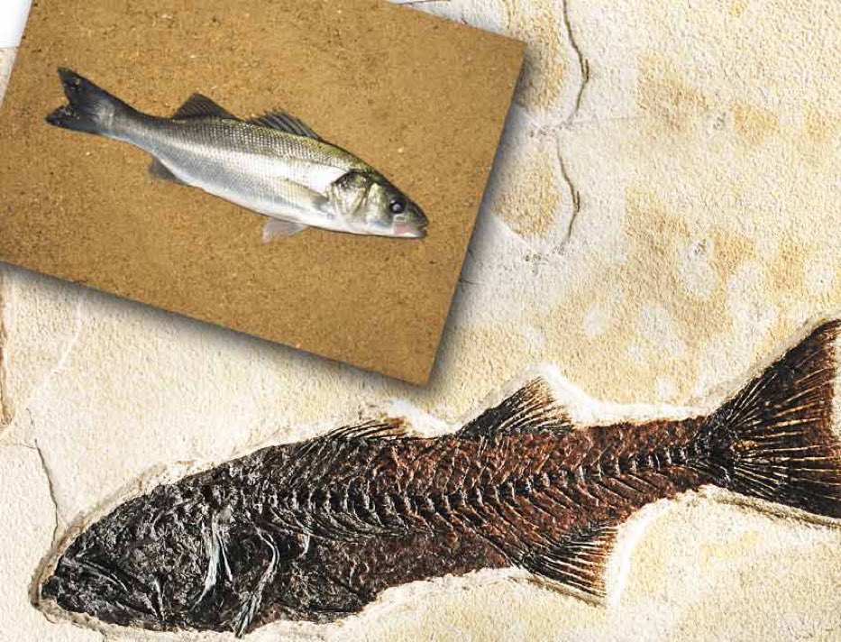 Eosen döneminden, 50 milyon yıllık levrek fosili. Canlılar değişmemiştir. Fosiller evrimi yalanlıyor, YARATILIŞI ispatlıyor!