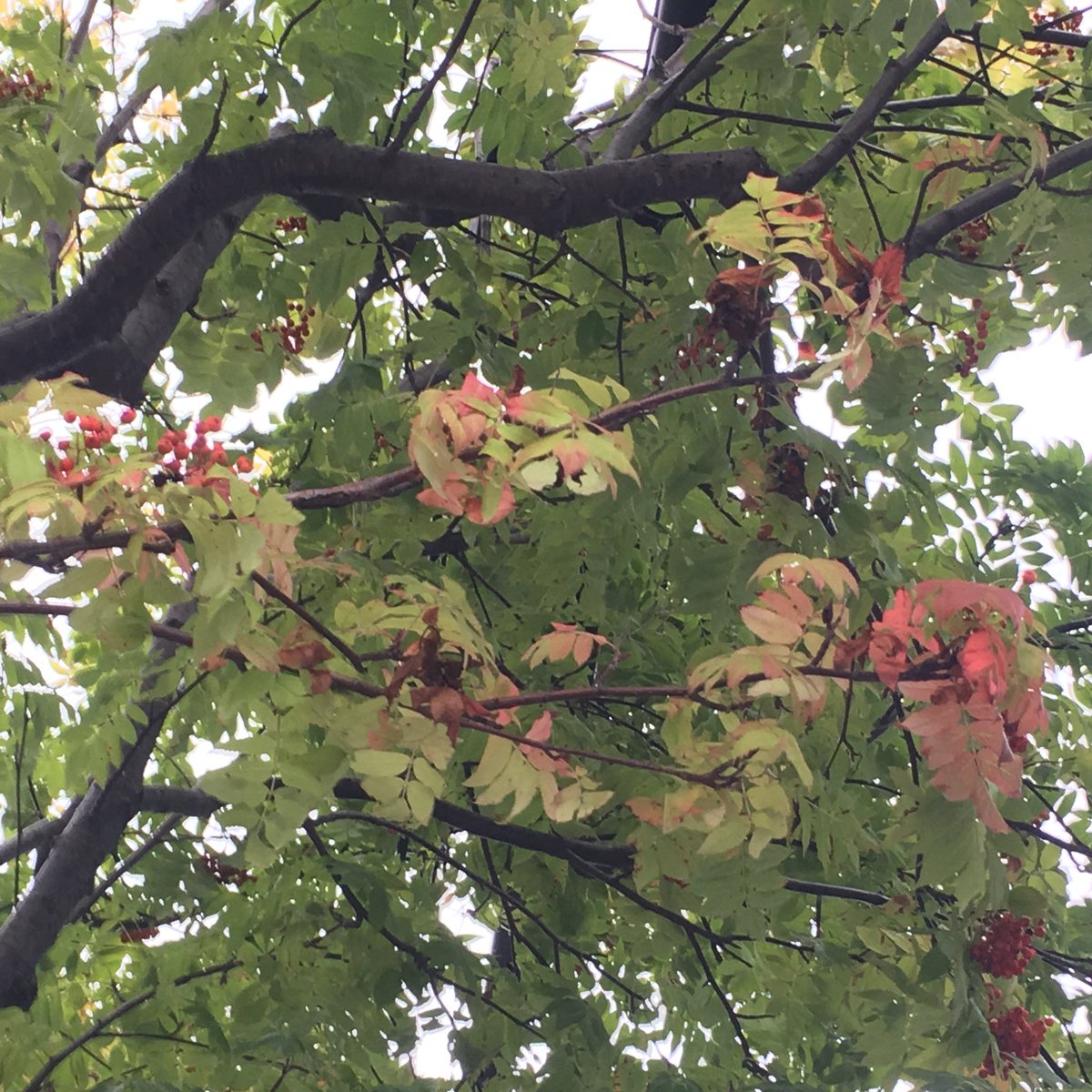 姫乃アズ 小樽ﾁｬﾝﾈﾙでｺﾗﾑ連載中 北海道の代表的な街路樹 ナナカマド もう赤い実を付けてる っていうか なんならもう葉っぱも赤くなってるよ
