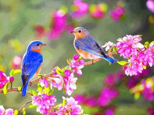 الصباح هو الوجه الأنقى للحياة ؛ واللغة الأرقى في هذا الكون ، ومدخل السعادة لقلوبنا ، وليكن صباحكم بشرى جميلة تلف الآفاق، وروحاً متفائلة بما عند الله ؛ ونفساً طيبة بذكر الله .. صباحكم سعاده 💕🍃