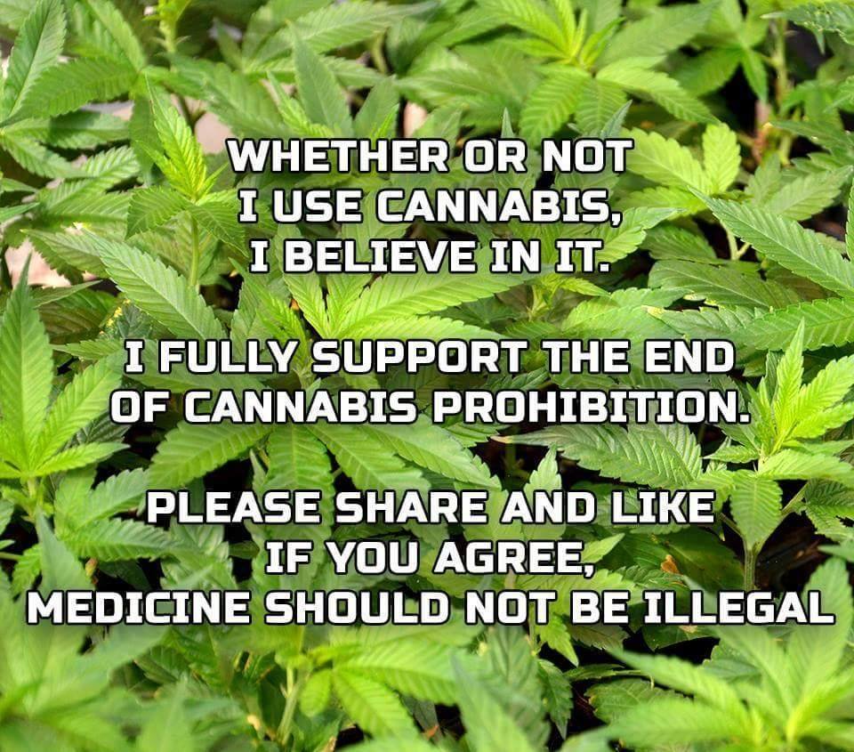 greenhoney2's tweet photo. #CBD #cannabis https://t.co/rix8hXCr7C