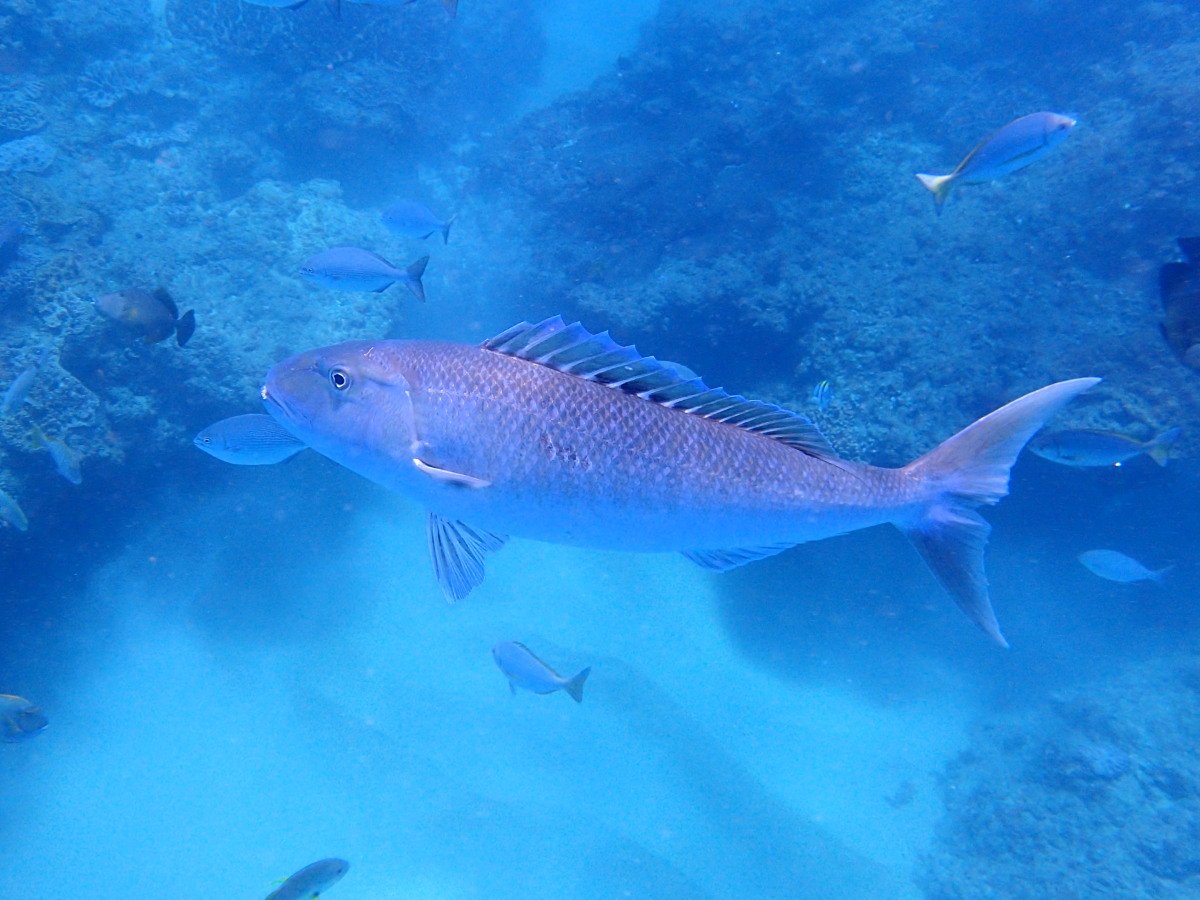 DiveBuddy tweet media