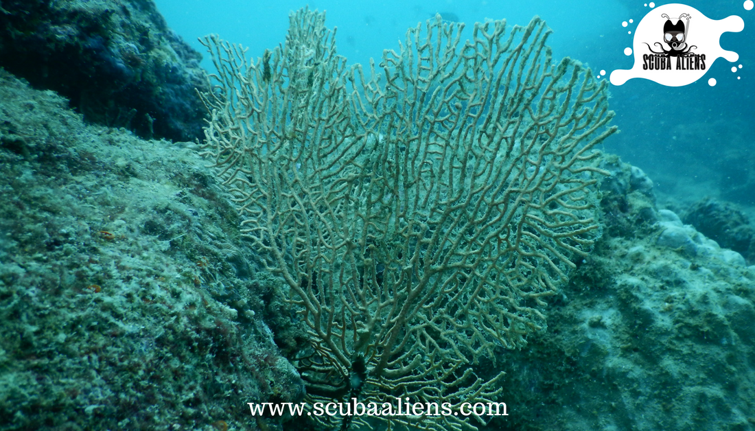 ScubaAliens's tweet photo. "We Exist Underwater - Scuba Aliens PADI #Certified"
We #Dive #Underwater Not To Escape Life, But For #Life Not To #Escape Us.
#travel #scubadiving #snorkeling #divers #padi #scubadivingingoa #scubadivingcourse #scubaaliens #wateraliens #fish #ocean #sea #clownfish #diversforum https://t.co/c59COrYBZ7