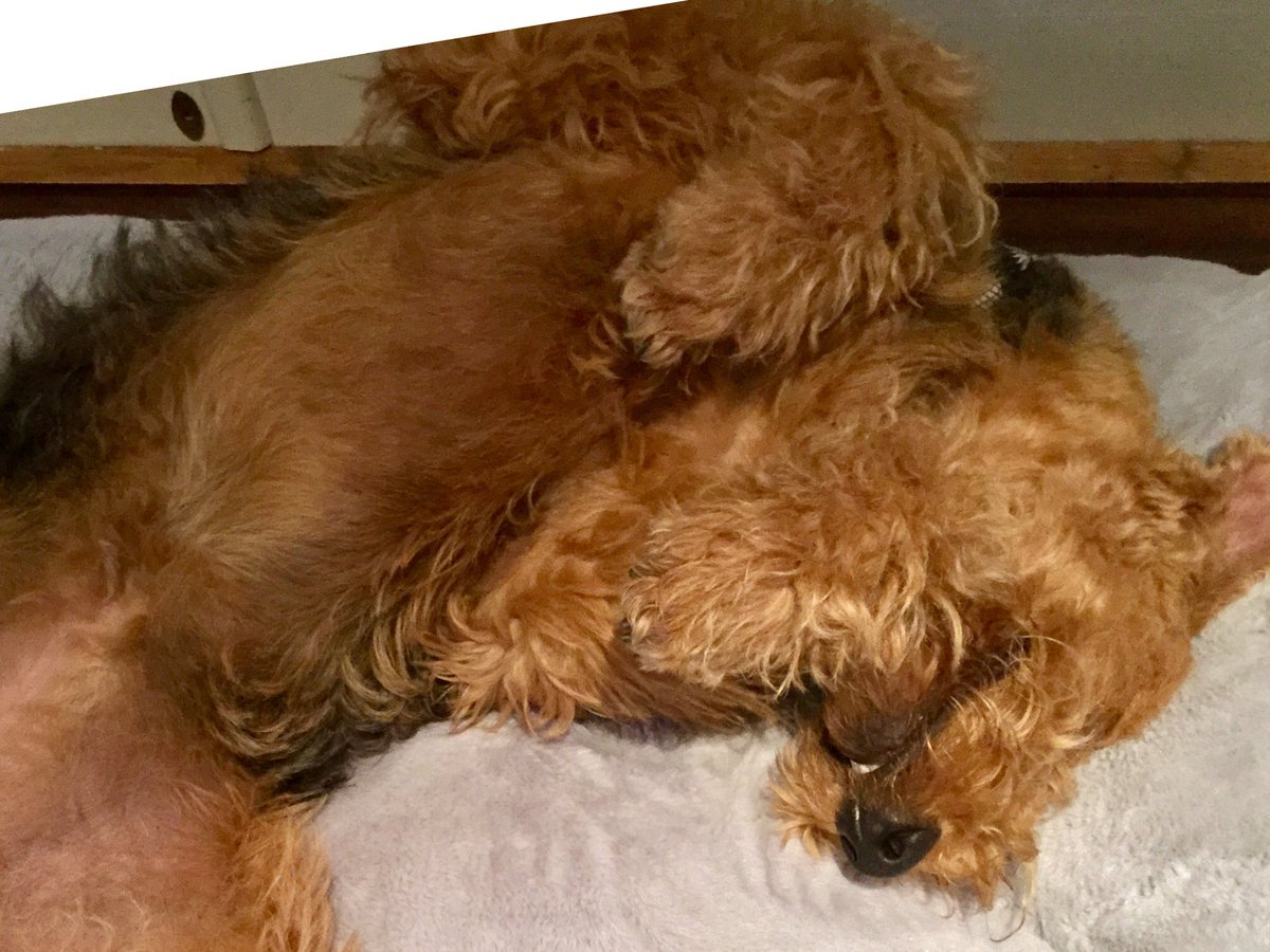 AiredaleThe's tweet photo. After such a busy weekend I’m still worn out, so might just have another 10 minutes, if you don’t mind #Indiesworld #MotivationalMonday #Mansbestfriend #4leggedFriend #DogsLife #DogsofTwitter #Dogsontwitter #Pets #Airedales #ColldaleAiredales #Terriers #LyingIn #MondayMorning https://t.co/FTtg1ml2DD