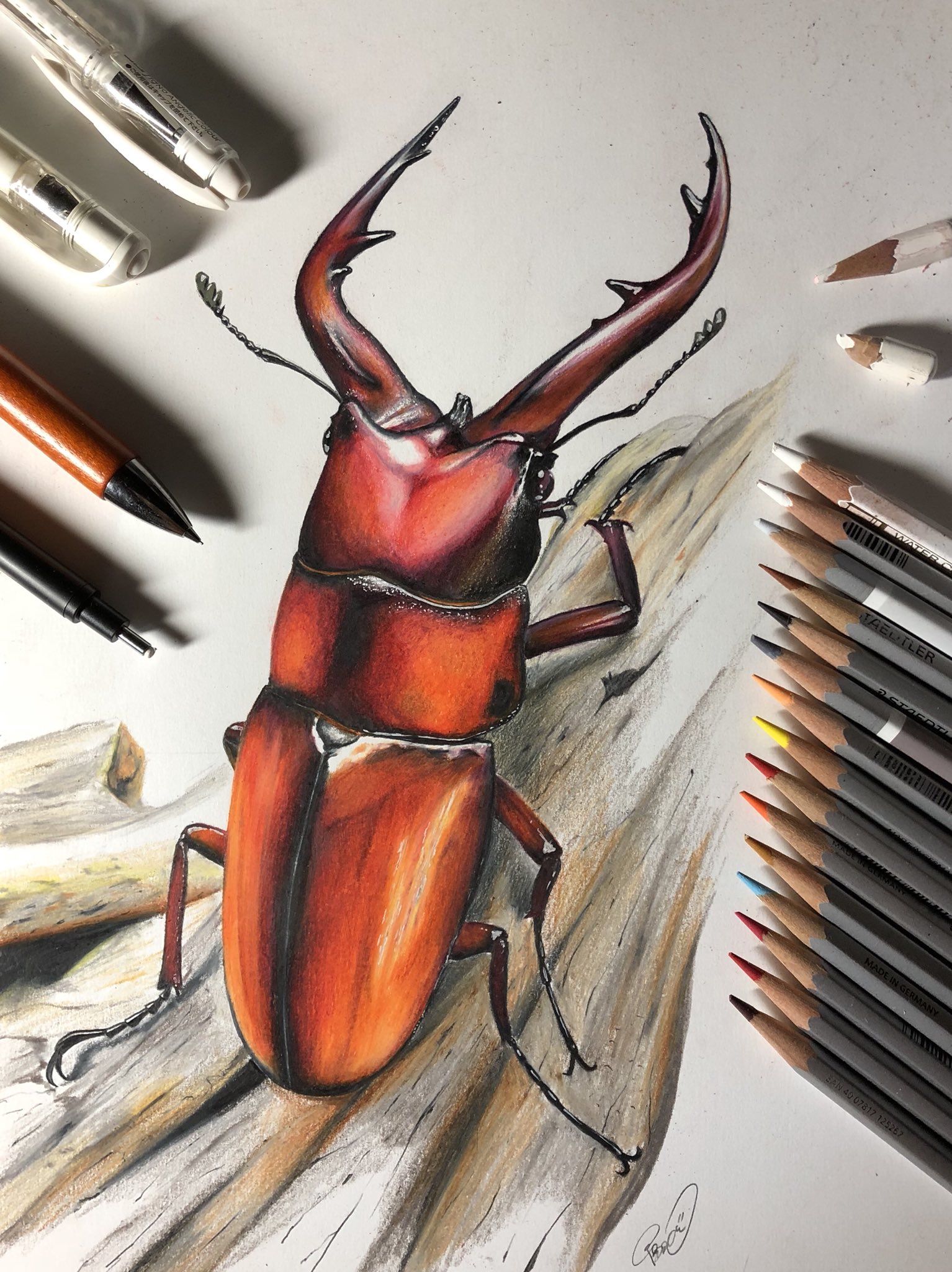 油絵クワガタムシ 2025.1.11.新入荷!! – クワガタムシ・カブトムシ昆虫専門店COLORS