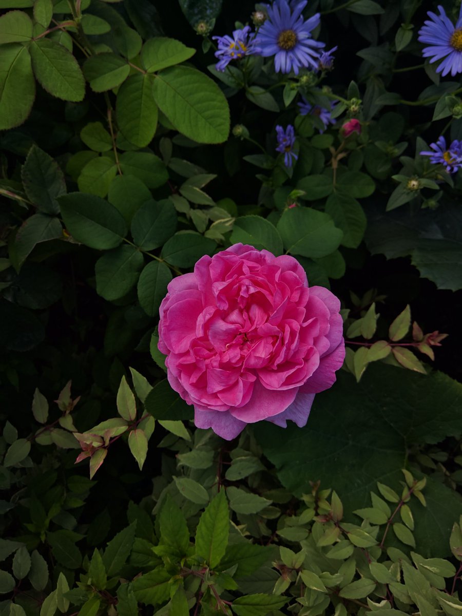 MySpecialPlanet's tweet photo. #ThePhotoHour https://t.co/R0V9jd17lT