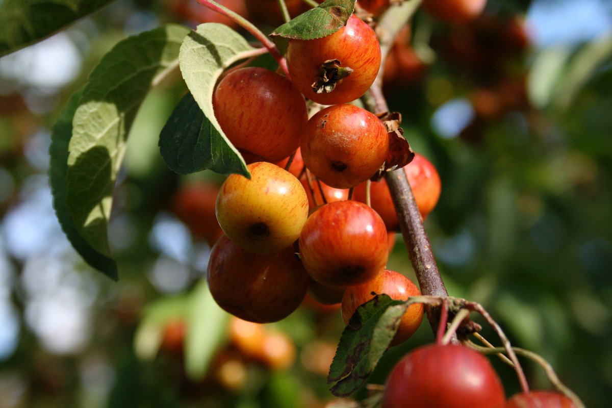 TythorneGD's tweet image. It is autumn! We love this time of year, and what it means for our gardens. Here's our guide to what to see and enjoy in our gardens this September: tythorne.com/blog/our-garde…