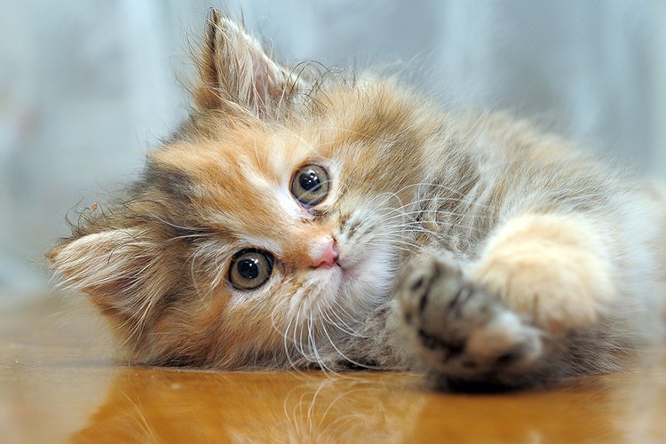 Jetzt alles über die #Perserkatze erfahren: bit.ly/2MMzc7C #cat #perser #langhaar #dietierwelt