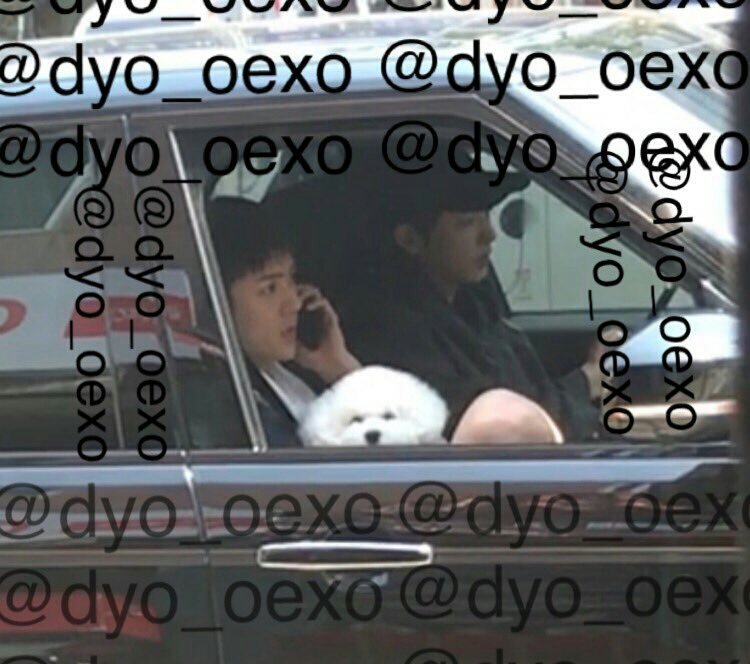 mdzlhcy ' my youth is EXO tweet media
